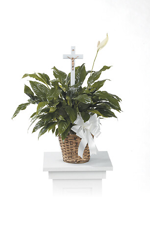 Peace Lily