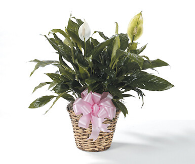 Peace Lily Small